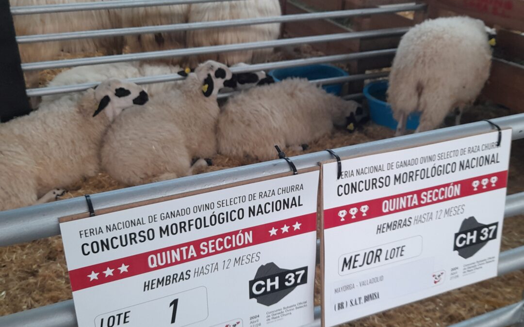 XXXVII Concurso morfológico de ganado ovino de Raza Churra
