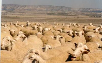 Entrevista a Adolfo Laviña Gómez, secretario ejecutivo ANGRA